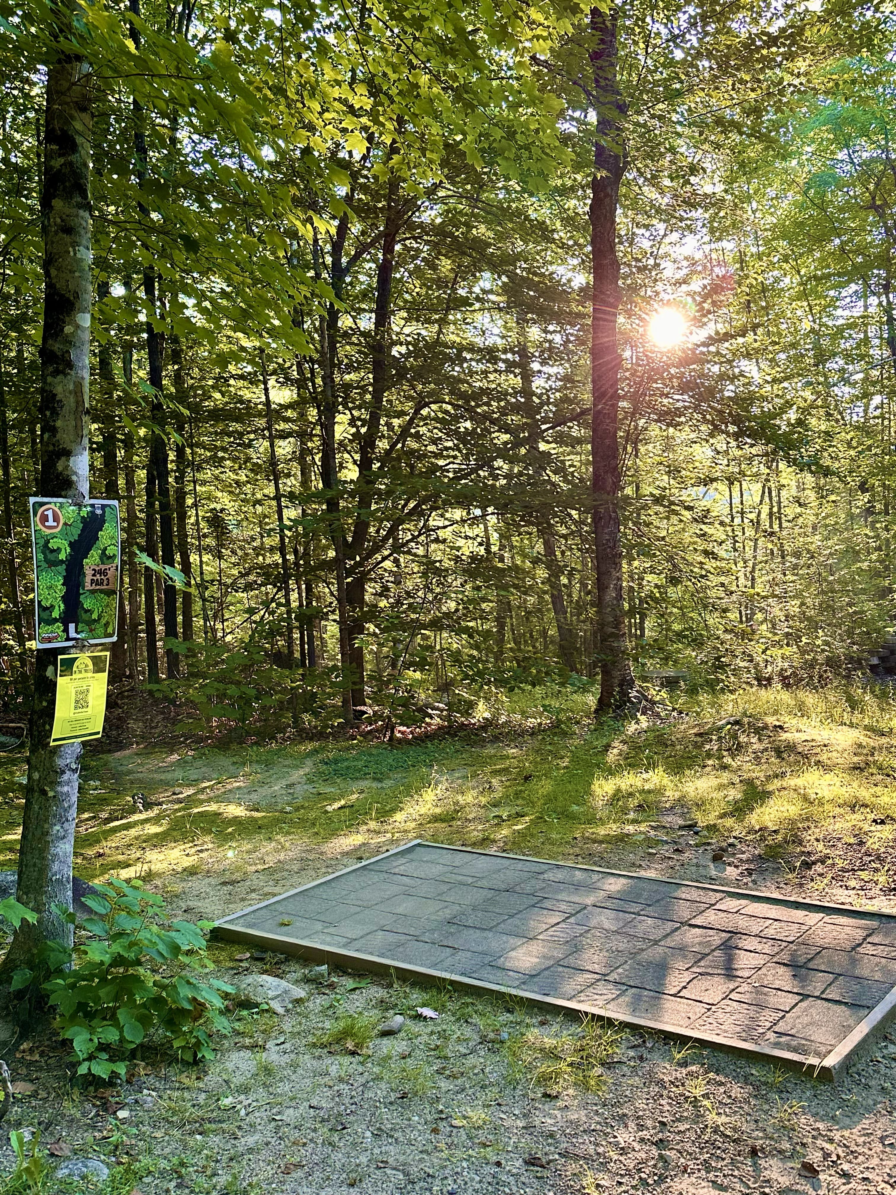 In the Trees gallery image 1