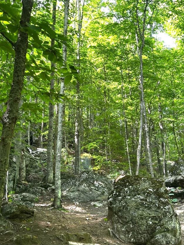 In the Trees gallery image 6