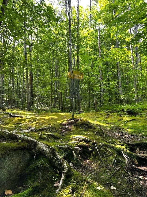 In the Trees gallery image 3