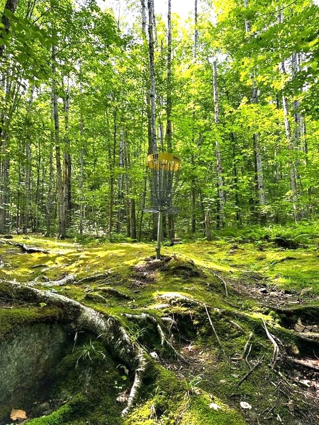 In the Trees gallery image 7