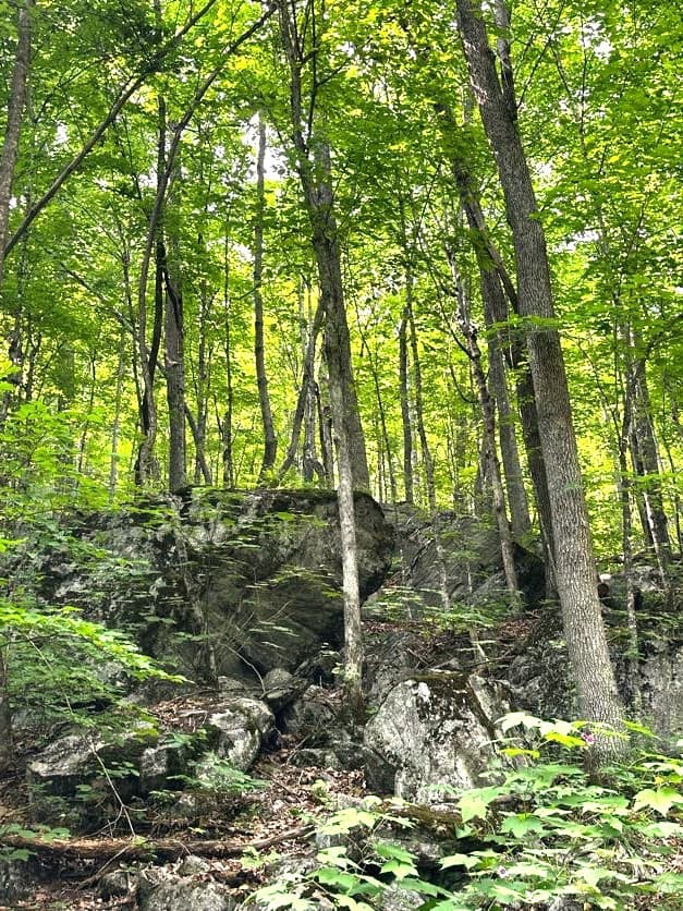 In the Trees gallery image 12