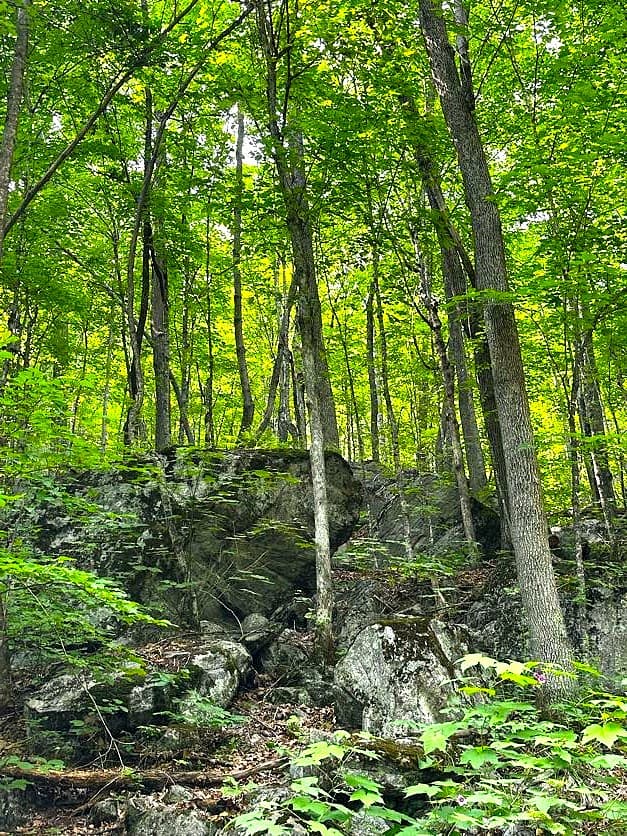 In the Trees gallery image 14